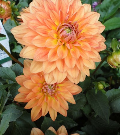 Dahlia Dalina® Grande Emilio